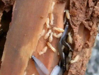 桥西白蚁防治公司分享雨季白蚁飞蚁集中入户，应急处理与长效防虫方案